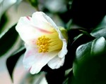 akaibara2011-03-23