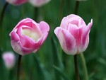 akaibara2011-04-27