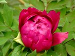 akaibara2011-05-06