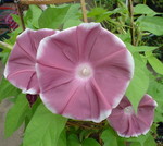 akaibara2011-08-03