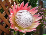 akaibara2011-09-16
