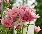 akaibara2011-11-02