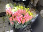 akaibara2012-03-13