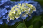 akaibara2012-06-17