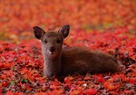 akaibara2016-12-06