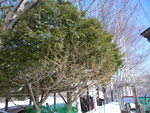 alpenflora2013-03-05