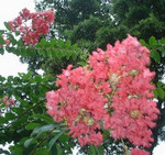百日紅 百日紅