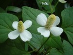 どくだみの花 どくだみの花