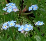 箱根湿性花園にて 箱根湿性花園にて