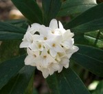 白沈丁花(円覚寺にて) 白沈丁花(円覚寺にて)