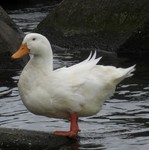 家鴨 - 天野 翔のうた日記