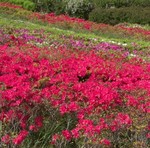 湘南国際村センター前の丘陵 湘南国際村センター前の丘陵