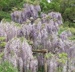 横須賀しょうぶ園にて 横須賀しょうぶ園にて