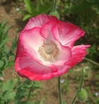 久里浜・花の国にて 久里浜・花の国にて