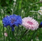 久里浜・花の国にて 久里浜・花の国にて