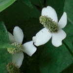 藤沢市新林公園にて 藤沢市新林公園にて