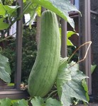 藤沢市の民家庭先で