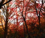 鎌倉獅子舞・紅葉谷にて 鎌倉獅子舞・紅葉谷にて