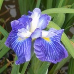 横須賀菖蒲園にて 横須賀菖蒲園にて