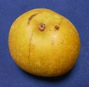 わが食卓より わが食卓より