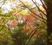 鎌倉・紅葉谷にて 鎌倉・紅葉谷にて