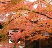 北鎌倉明月院にて 北鎌倉明月院にて