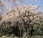 老枝垂れ桜(入生田・長興山にて) 老枝垂れ桜(入生田・長興山にて)
