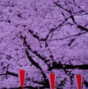 上野公園の桜（webから）