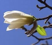 こぶしの花(街路樹) こぶしの花(街路樹)