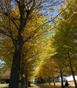 白旗神社近くの銀杏並木 白旗神社近くの銀杏並木