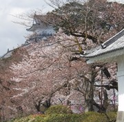 小田原城址公園にて 小田原城址公園にて