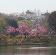 三ツ池公園にて 三ツ池公園にて