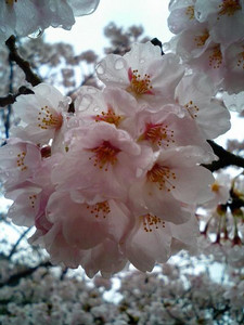 aquio2006-04-15 aquio2006-04-15