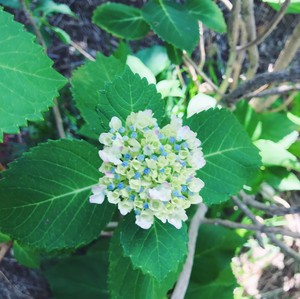 asacafe2018-05-24 asacafe2018-05-24