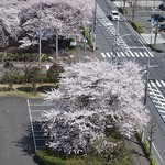 旭亭の真下の桜です。