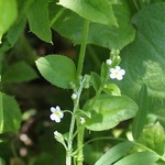 キュウリグサの花