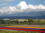 FARM TOMITA