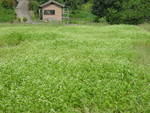 ayashizen2007-10-05