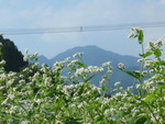 ayashizen2007-10-12