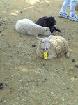 ayutopigu2005-07-13 ayutopigu2005-07-13