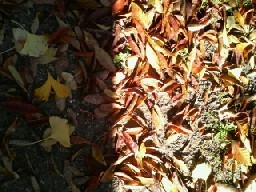 azamiko2008-11-27 azamiko2008-11-27