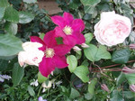 クレマチス＆薔薇