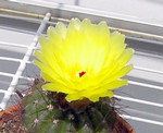 cacti2005-07-06