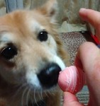 chakousari2016-01-20 chakousari2016-01-20