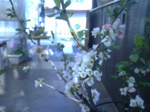 ボケの花