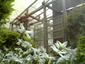 ニラの花