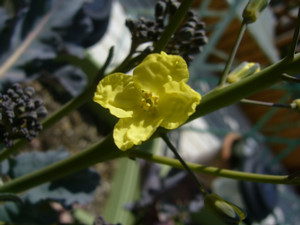 ブロッコリーの花