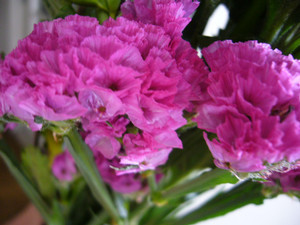 coconuts_chan2007-03-21