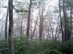 山頂付近のブナ林 山頂付近のブナ林