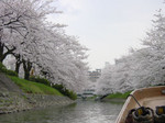 川沿いに並び立つ満開の桜之圖 川沿いに並び立つ満開の桜之圖